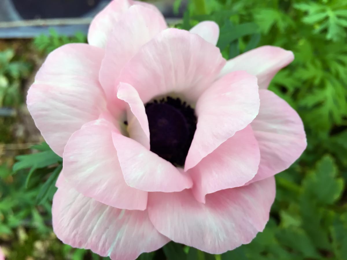 Anemone Mistral Plus Rosa Chiaro - Elemflora