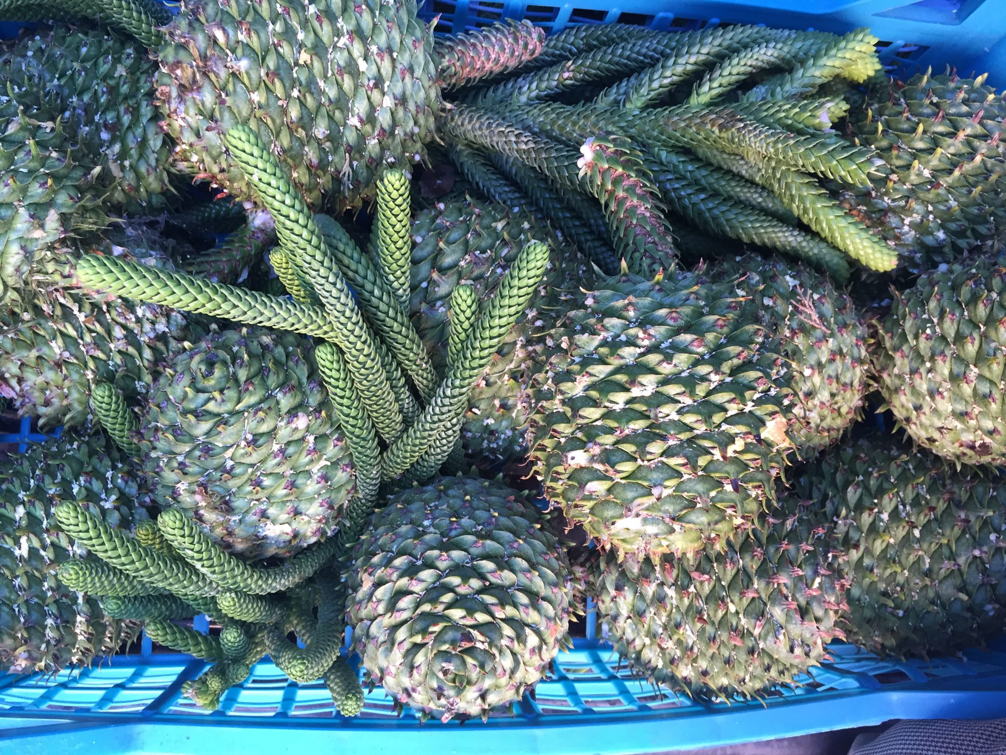 Pine Cones Araucaria - Elemflora